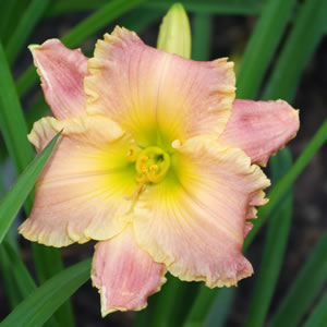 Hemerocallis Humble Cry
